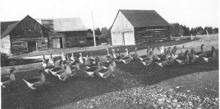 GeeseLogBarns