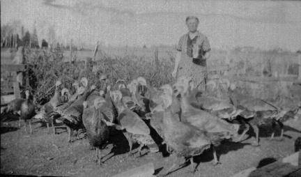 Turkeys